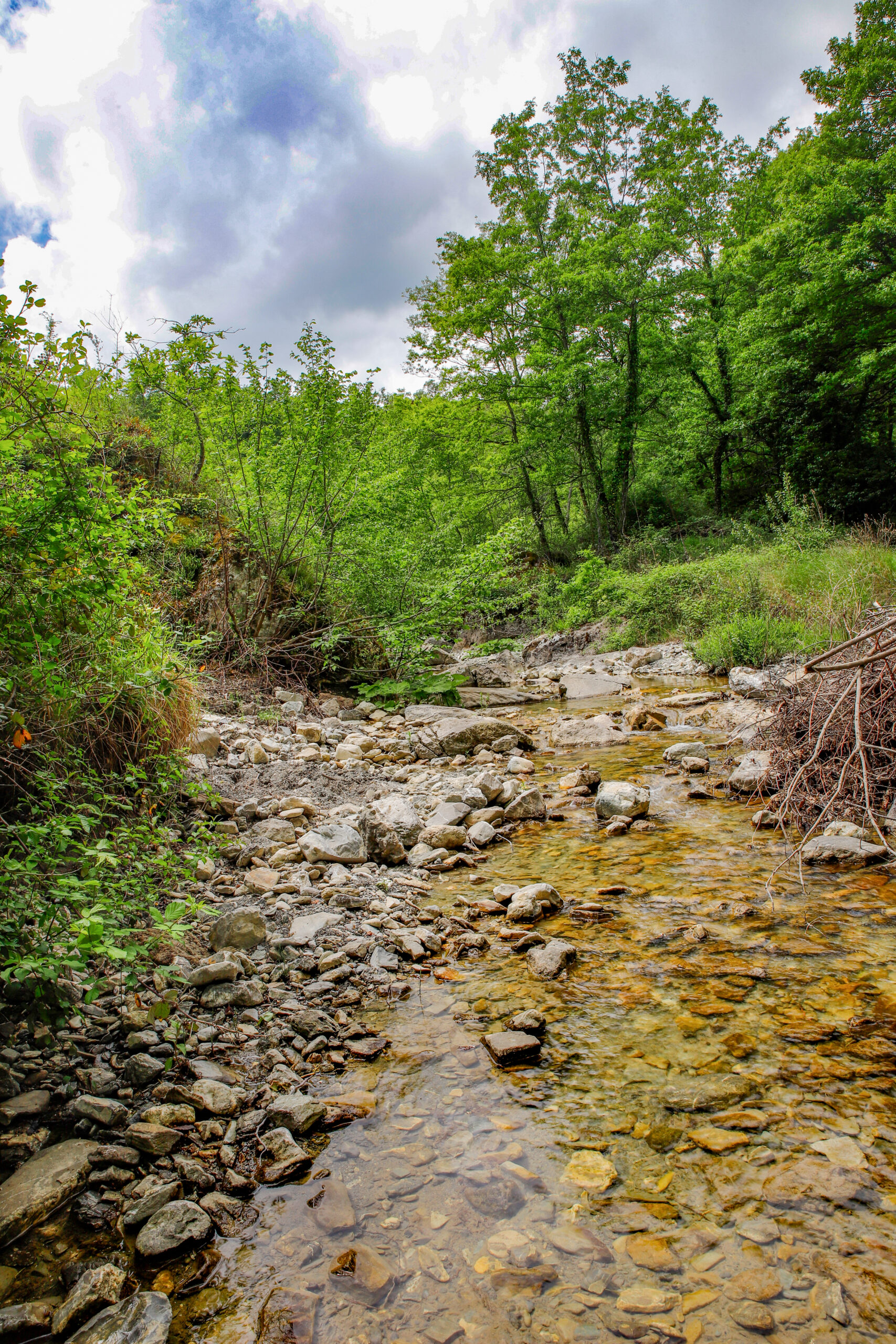 Benefici Forest Bathing